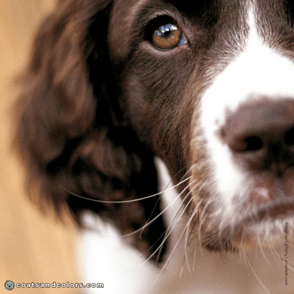 coatsandcolors.com English Springer Spaniel Colors white whiskers