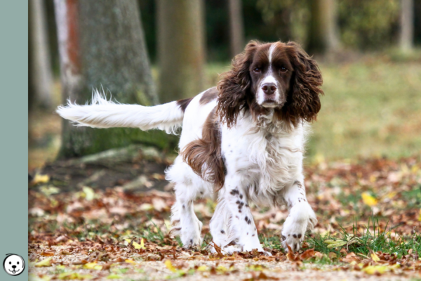 coatsandcolors.com English Springer Spaniel colors 900x600 2