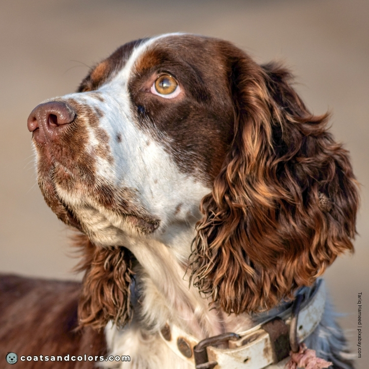 coatsandcolors.com English Springer Spaniel colors amber eyes liver