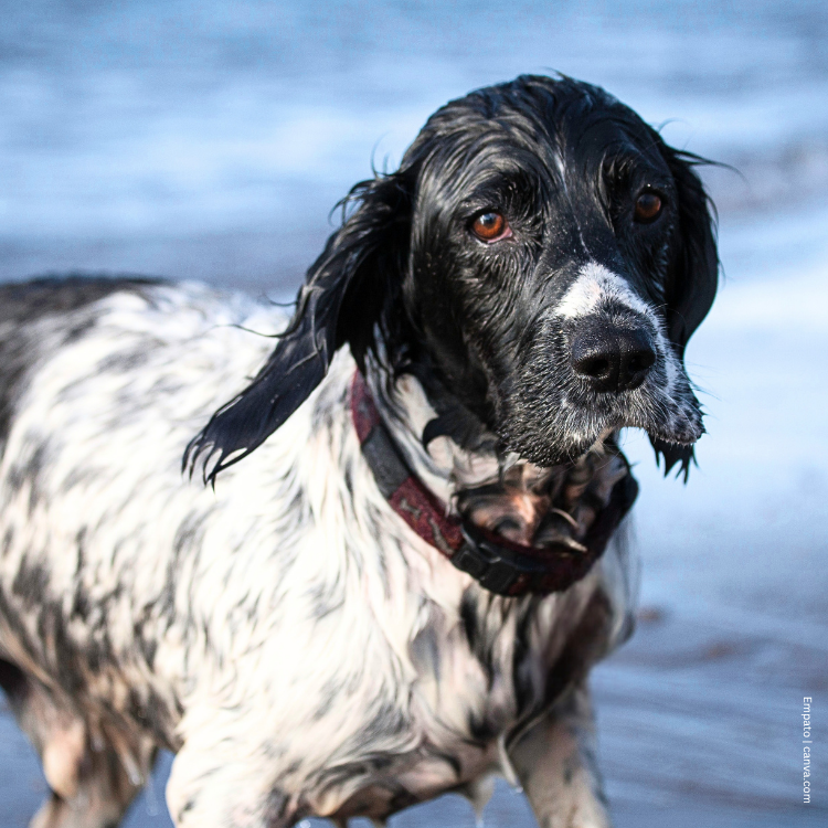 coatsandcolors.com English Springer Spaniel colors base black
