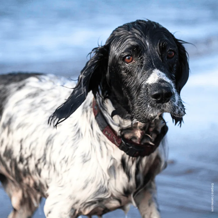 coatsandcolors.com English Springer Spaniel colors base black