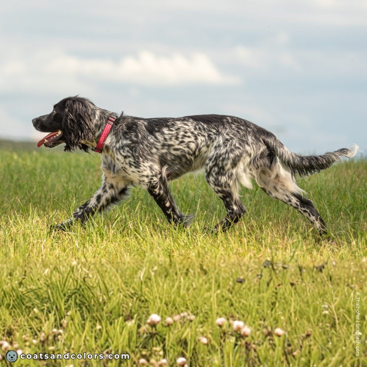 coatsandcolors.com English Springer Spaniel colors black heavy ticking