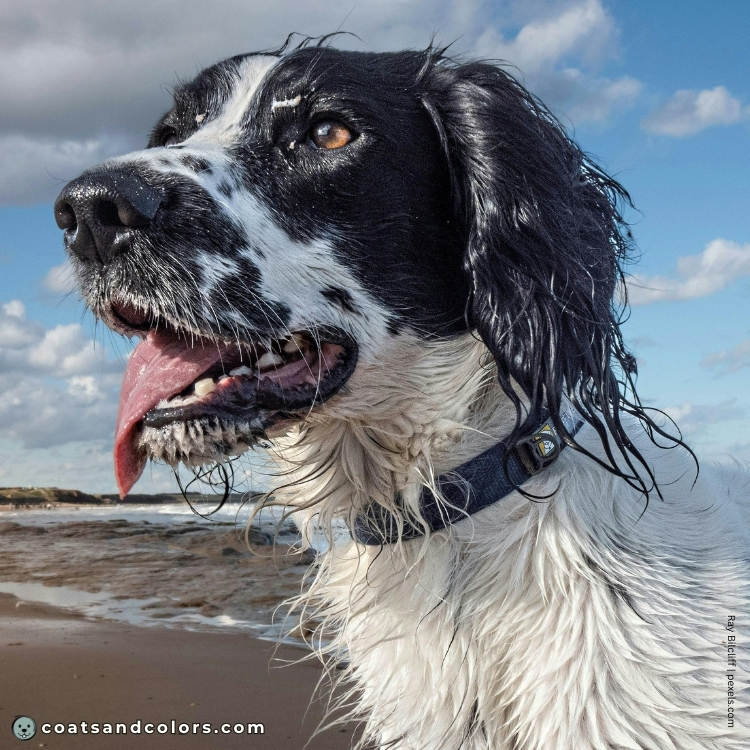 coatsandcolors.com English Springer Spaniel colors black nose