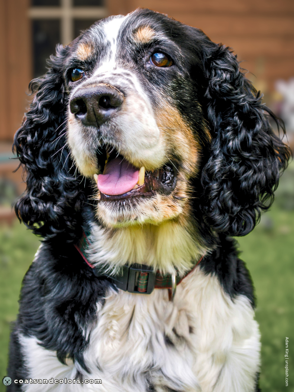 coatsandcolors.com English Springer Spaniel colors black tri 1