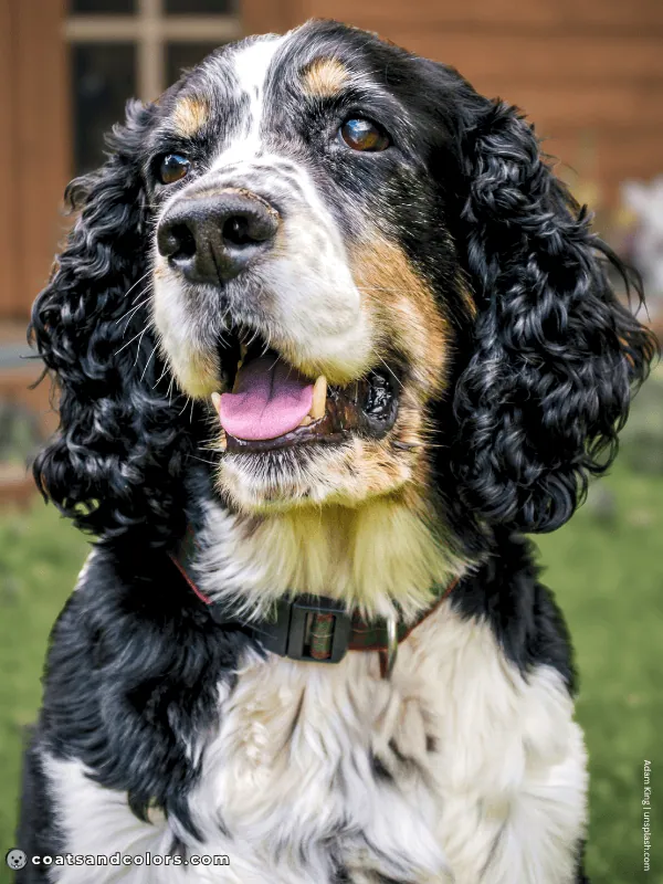 coatsandcolors.com English Springer Spaniel colors black tri 1
