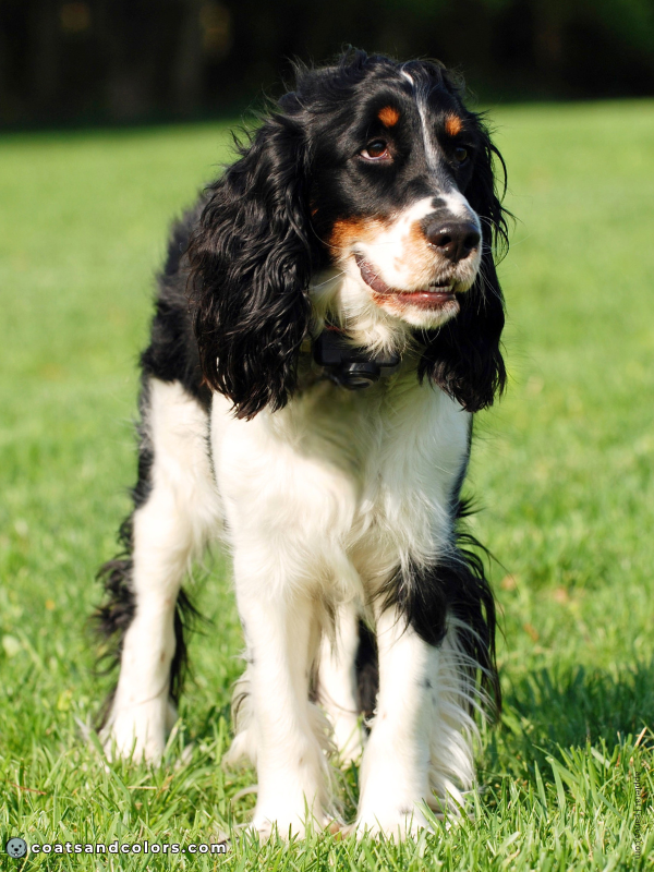 coatsandcolors.com English Springer Spaniel colors black tri 2