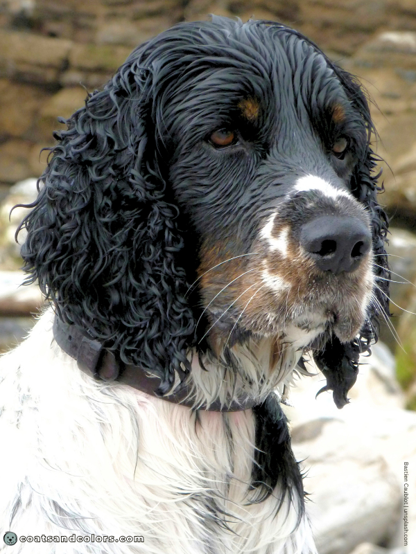 coatsandcolors.com English Springer Spaniel colors black tri 3
