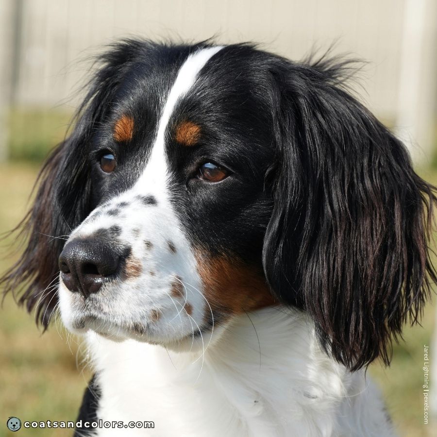 coatsandcolors.com English Springer Spaniel colors black tri ticking