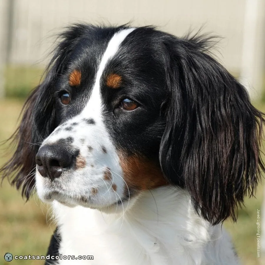 coatsandcolors.com English Springer Spaniel colors black tri ticking