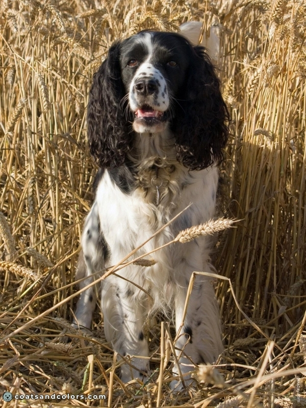 coatsandcolors.com English Springer Spaniel colors black white 1 1