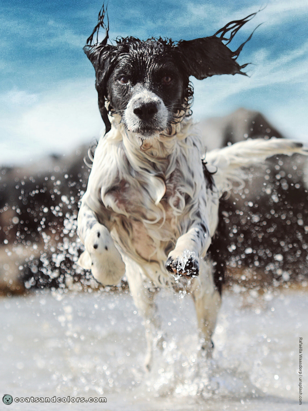 coatsandcolors.com English Springer Spaniel colors black white 2