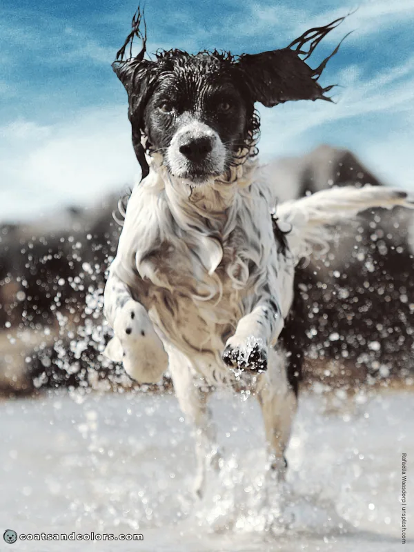 coatsandcolors.com English Springer Spaniel colors black white 2