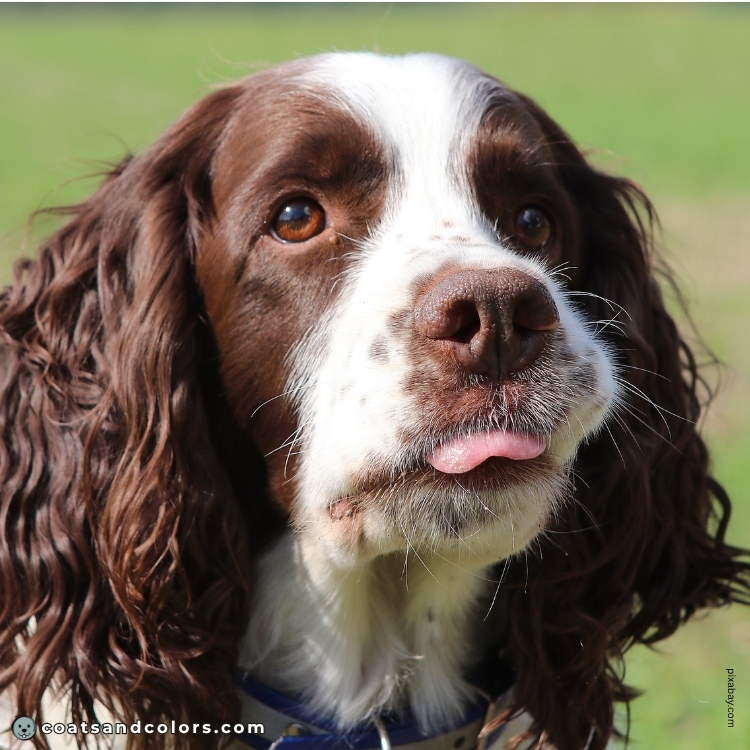 coatsandcolors.com English Springer Spaniel colors brown nose