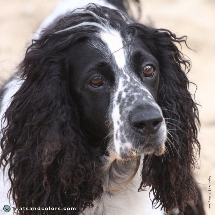 coatsandcolors.com English Springer Spaniel colors dark brown eyes