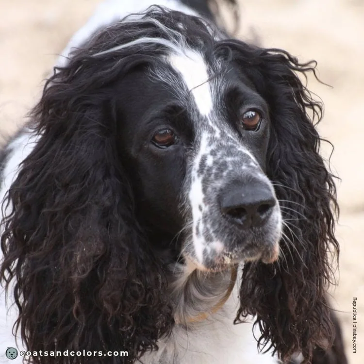 coatsandcolors.com English Springer Spaniel colors dark brown eyes
