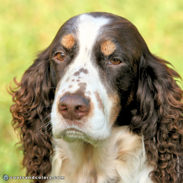 coatsandcolors.com English Springer Spaniel colors intensity tan markings