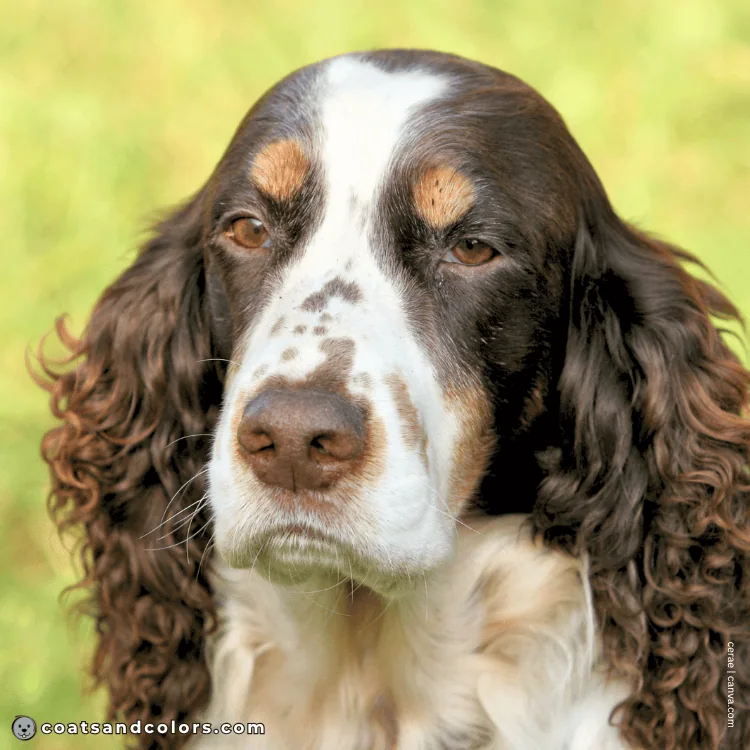 coatsandcolors.com English Springer Spaniel colors intensity tan markings
