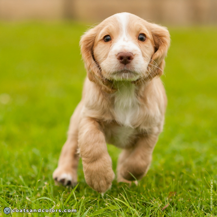coatsandcolors.com English Springer Spaniel colors lemon puppy