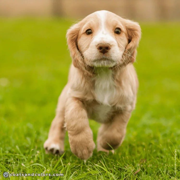 coatsandcolors.com English Springer Spaniel colors lemon puppy