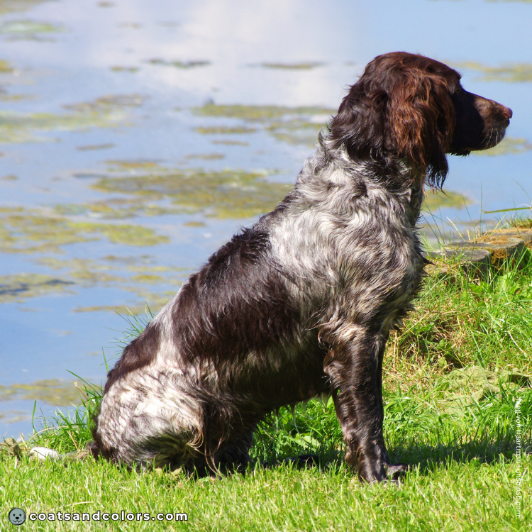 coatsandcolors.com English Springer Spaniel colors liver heavy ticking