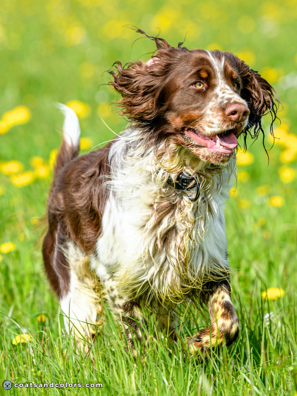 coatsandcolors.com English Springer Spaniel colors liver tri 1