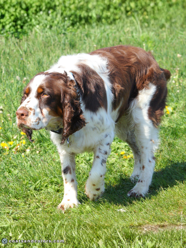 coatsandcolors.com English Springer Spaniel colors liver tri 2b