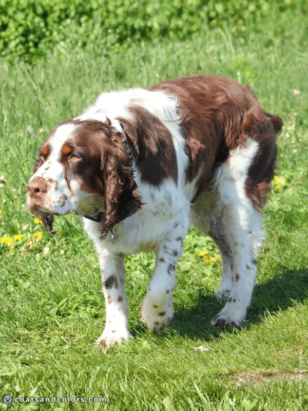 coatsandcolors.com English Springer Spaniel colors liver tri 2b