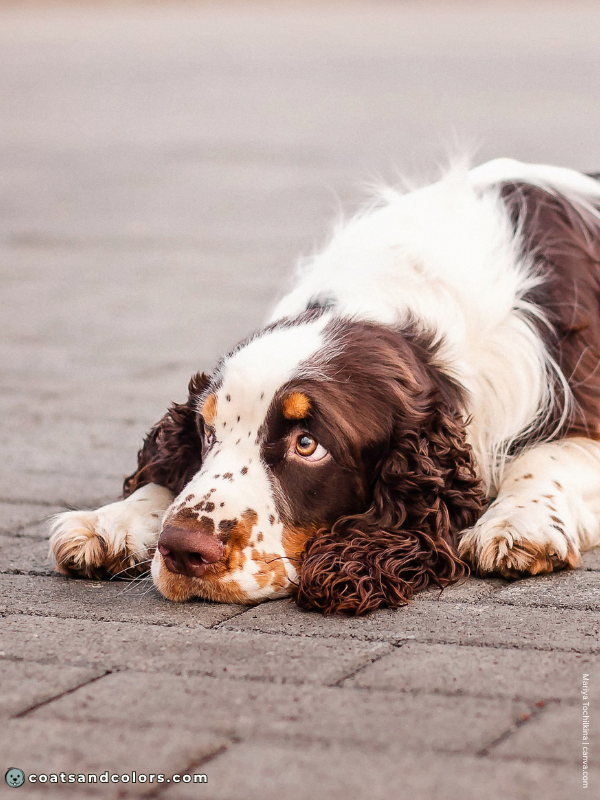 coatsandcolors.com English Springer Spaniel colors liver tri 3
