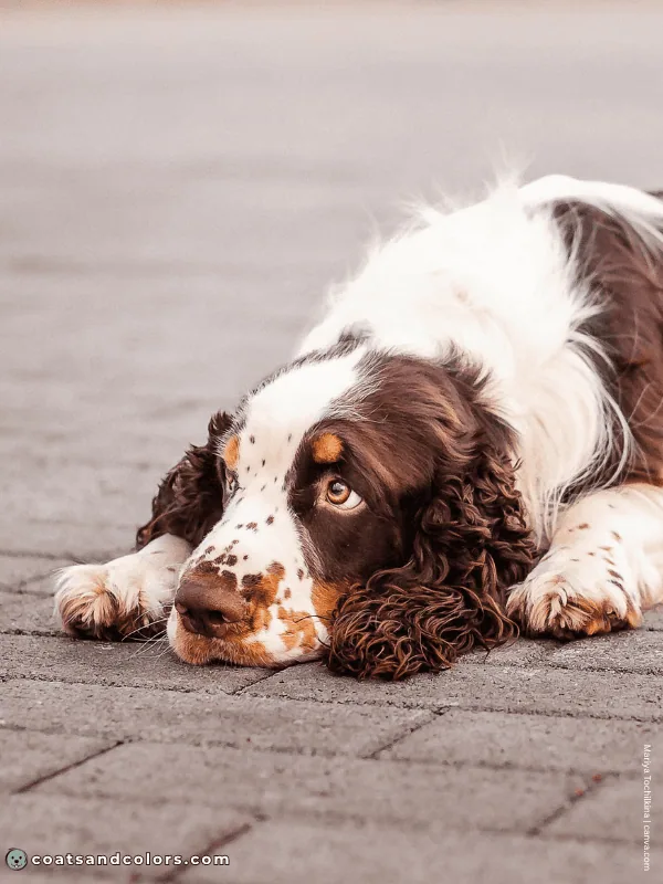 coatsandcolors.com English Springer Spaniel colors liver tri 3