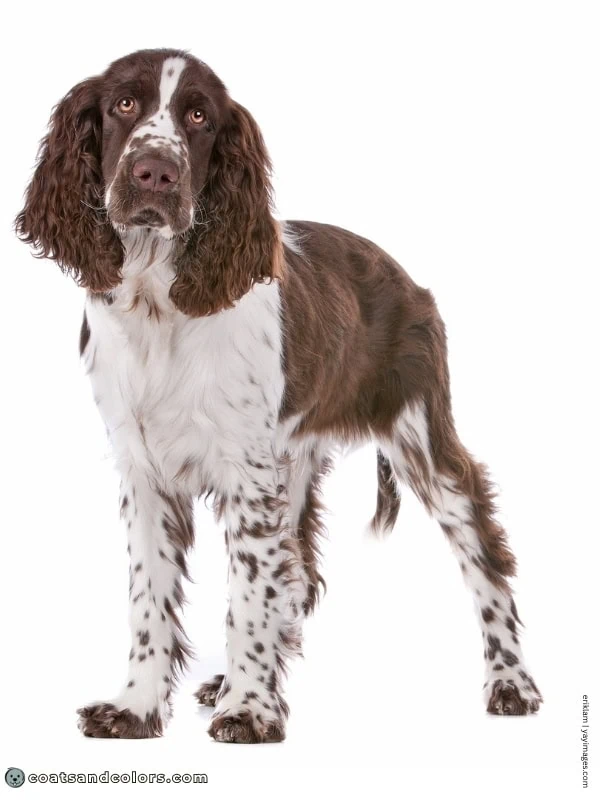 coatsandcolors.com English Springer Spaniel colors liver white 1 1