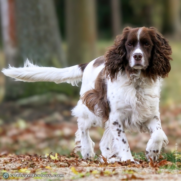 coatsandcolors.com English Springer Spaniel colors liver white 1
