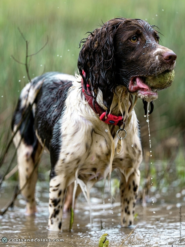 coatsandcolors.com English Springer Spaniel colors liver white 2