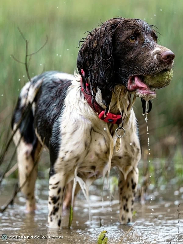 coatsandcolors.com English Springer Spaniel colors liver white 2