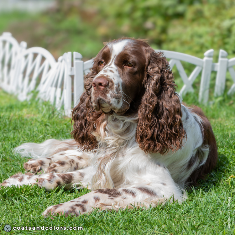 coatsandcolors.com English Springer Spaniel colors liver white with ticking2
