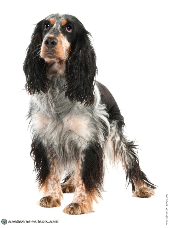 coatsandcolors.com English Springer Spaniel colors tricolor heavy ticking
