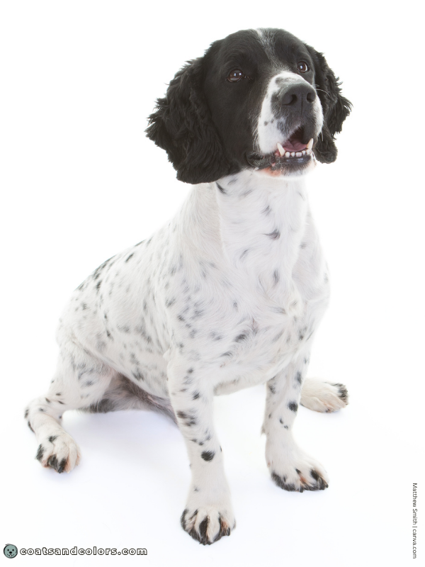 coatsandcolors.com English Springer Spaniel colors white black 1