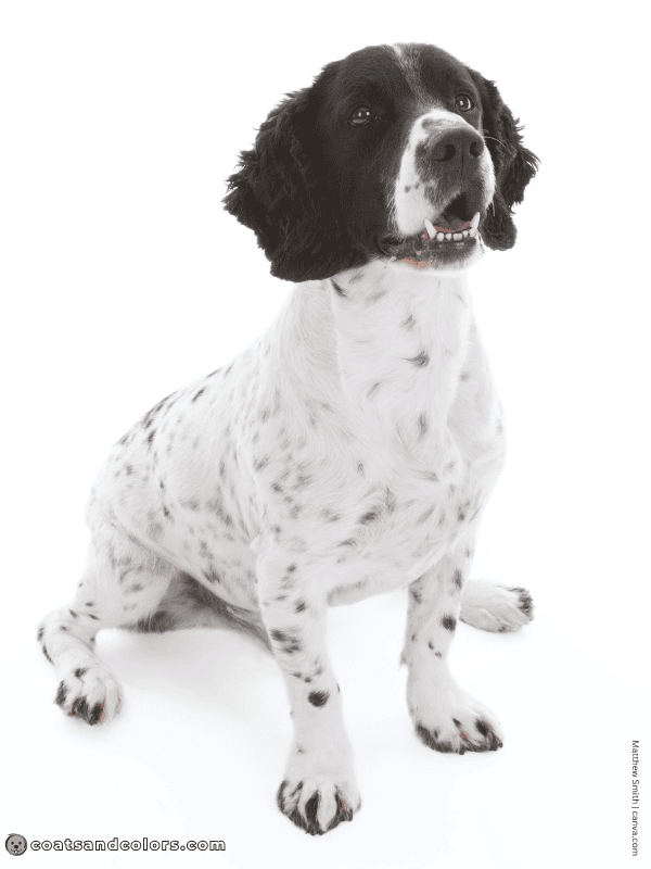 coatsandcolors.com English Springer Spaniel colors white black 1