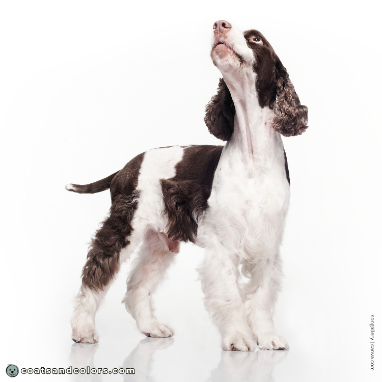 coatsandcolors.com English Springer Spaniel colors white markings piebald example 1