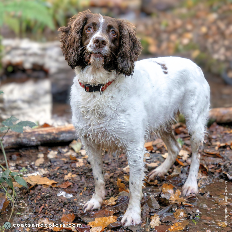 coatsandcolors.com English Springer Spaniel colors white markings piebald example 2
