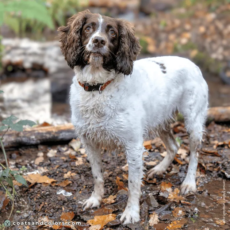 coatsandcolors.com English Springer Spaniel colors white markings piebald example 2