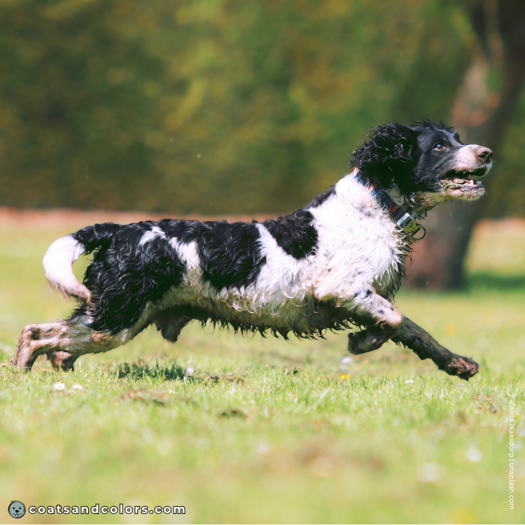 coatsandcolors.com English Springer Spaniel colors white markings piebald example 3