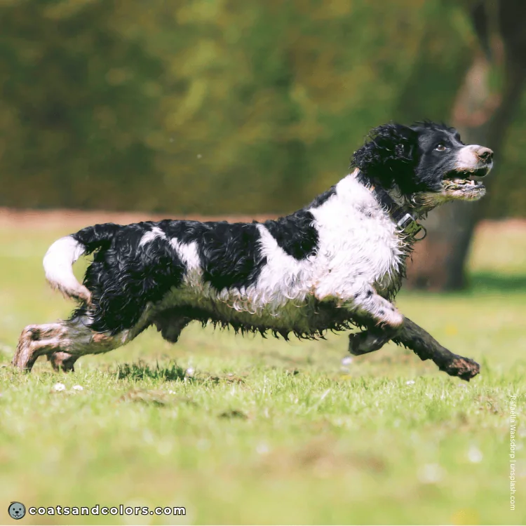 coatsandcolors.com English Springer Spaniel colors white markings piebald example 3