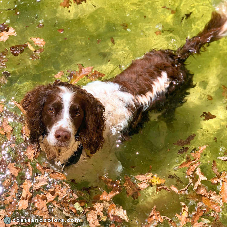 coatsandcolors.com English Springer Spaniel colors white markings piebald example 4