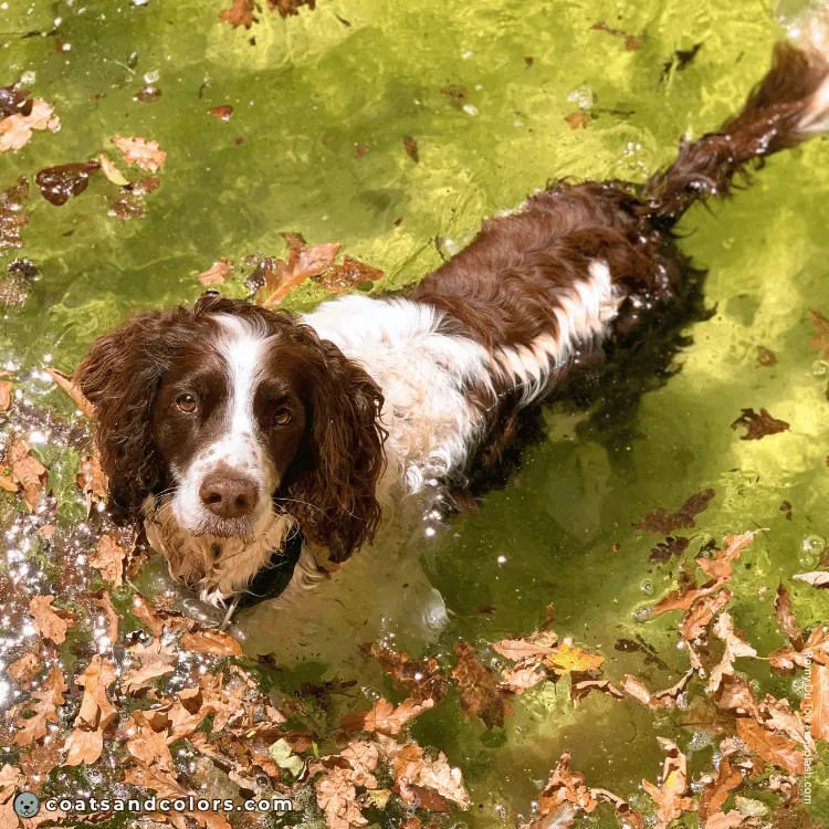 coatsandcolors.com English Springer Spaniel colors white markings piebald example 4