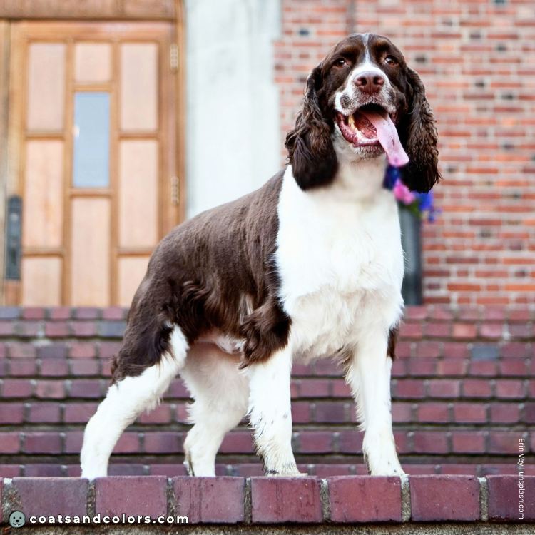 coatsandcolors.com English Springer Spaniel colors white markings piebald example 5