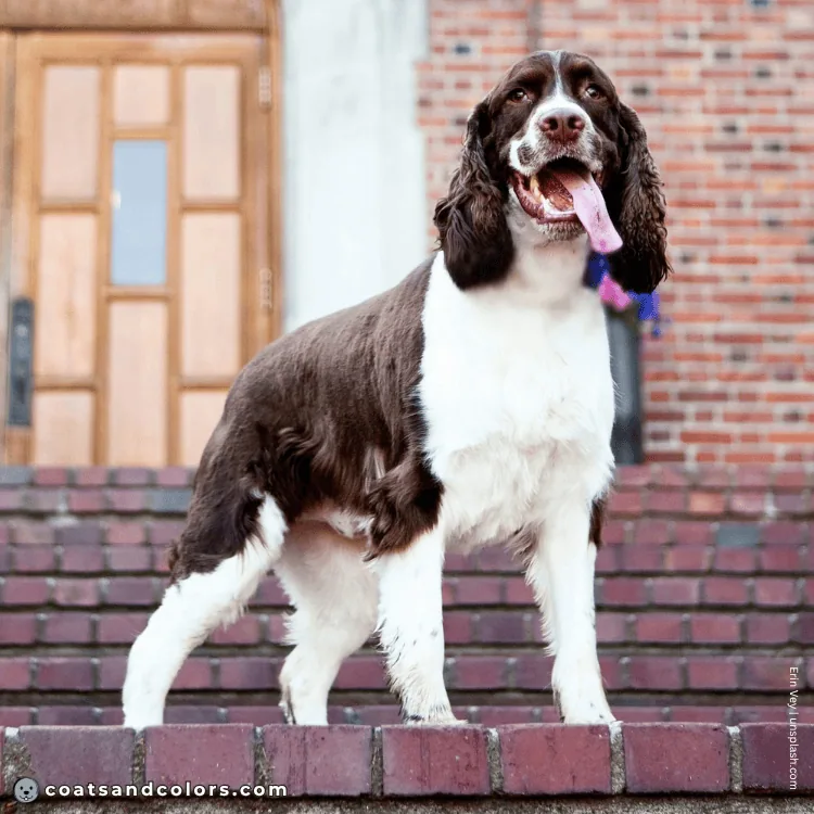 coatsandcolors.com English Springer Spaniel colors white markings piebald example 5