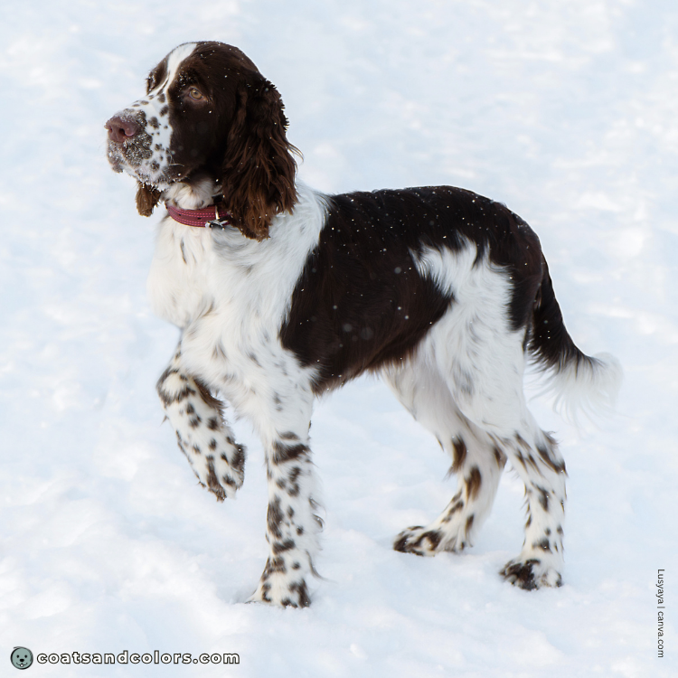 coatsandcolors.com English Springer Spaniel colors white markings piebald example 6