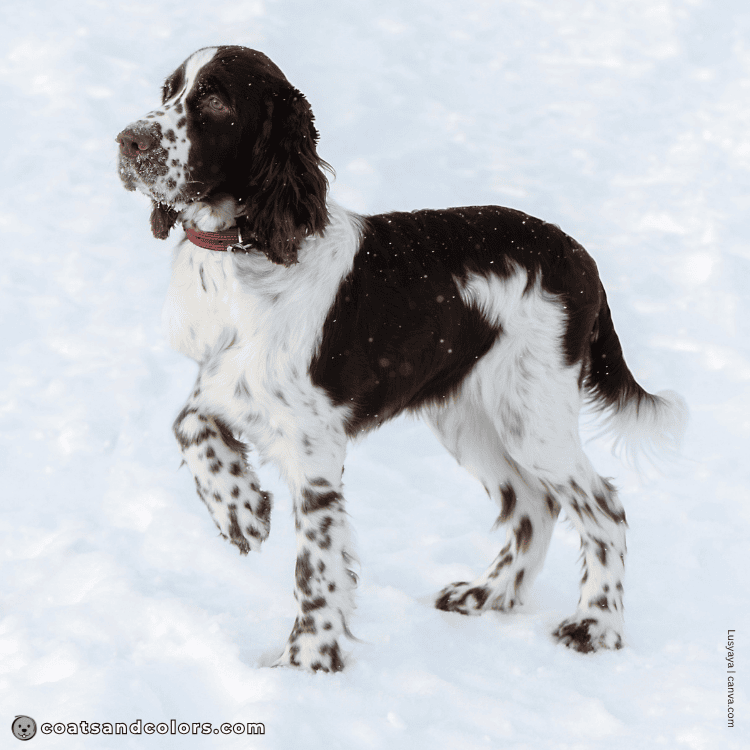 coatsandcolors.com English Springer Spaniel colors white markings piebald example 6