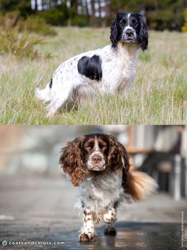 coatsandcolors.com English Springer Spaniel colors working vs show