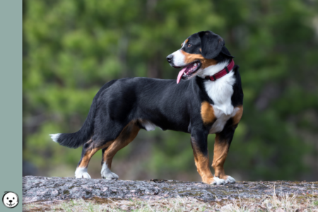 coatsandcolors.com Entlebucher Mountain Dog Entlebucher Sennenhund Colors 900x600 b
